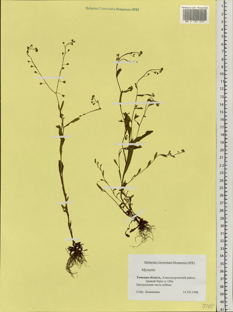Myosotis, Siberia, Western Siberia (S1) (Russia)