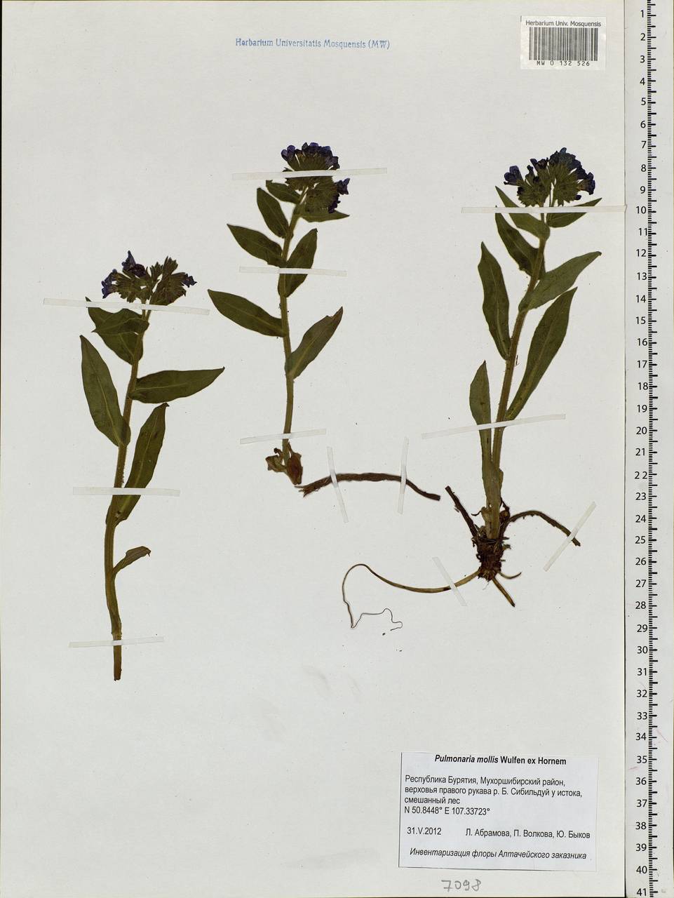 Pulmonaria mollis Hornem., Siberia, Baikal & Transbaikal region (S4) (Russia)