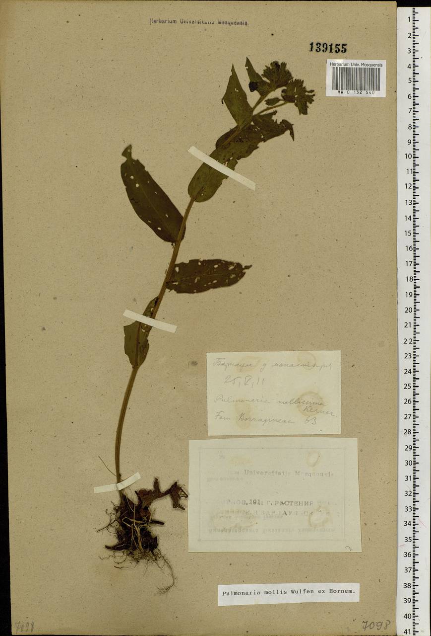 Pulmonaria mollis Hornem., Siberia, Altai & Sayany Mountains (S2) (Russia)