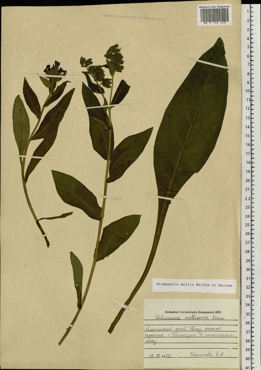 Pulmonaria mollis Hornem., Siberia, Altai & Sayany Mountains (S2) (Russia)