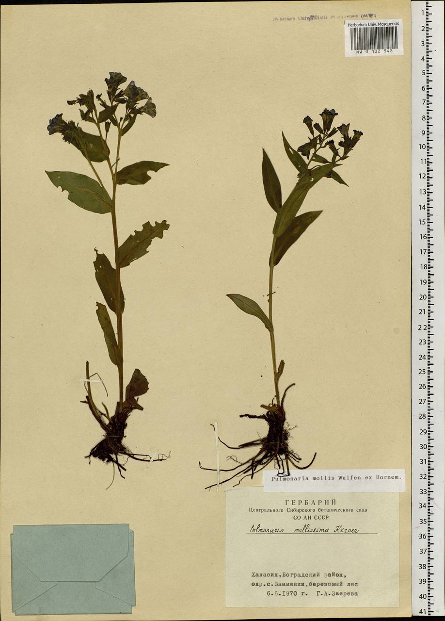 Pulmonaria mollis Hornem., Siberia, Altai & Sayany Mountains (S2) (Russia)