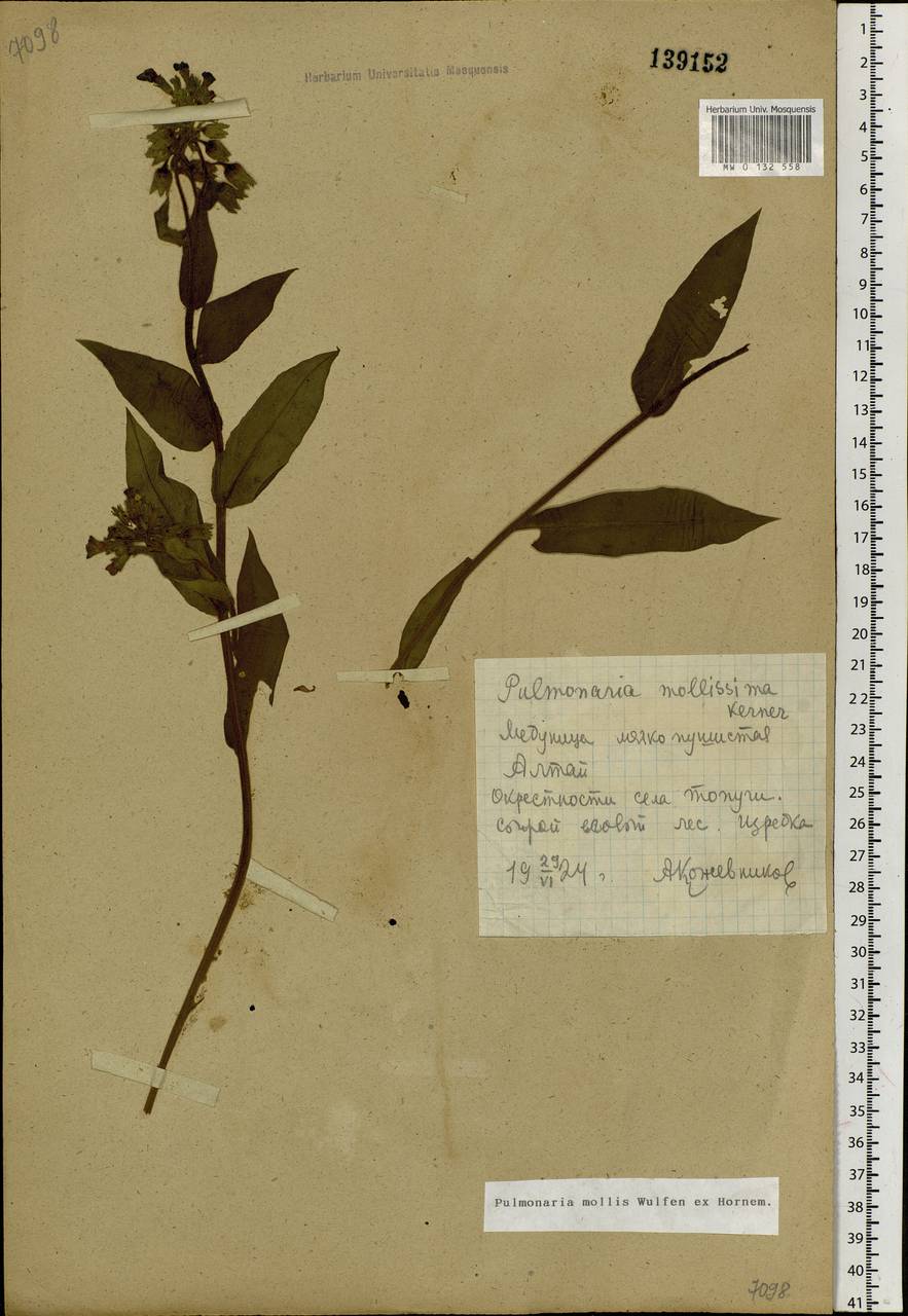 Pulmonaria mollis Hornem., Siberia, Altai & Sayany Mountains (S2) (Russia)