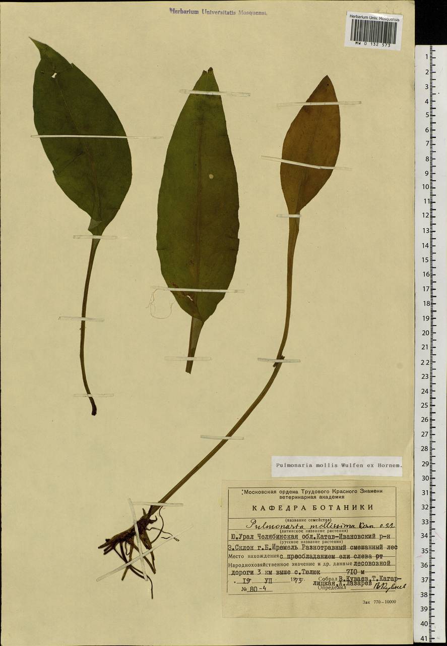 Pulmonaria mollis Hornem., Eastern Europe, Eastern region (E10) (Russia)