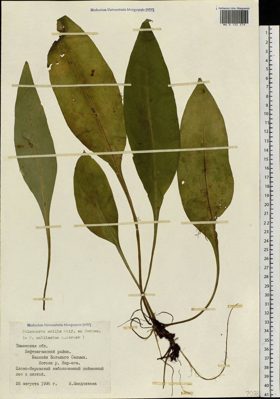 Pulmonaria mollis Hornem., Siberia, Western Siberia (S1) (Russia)