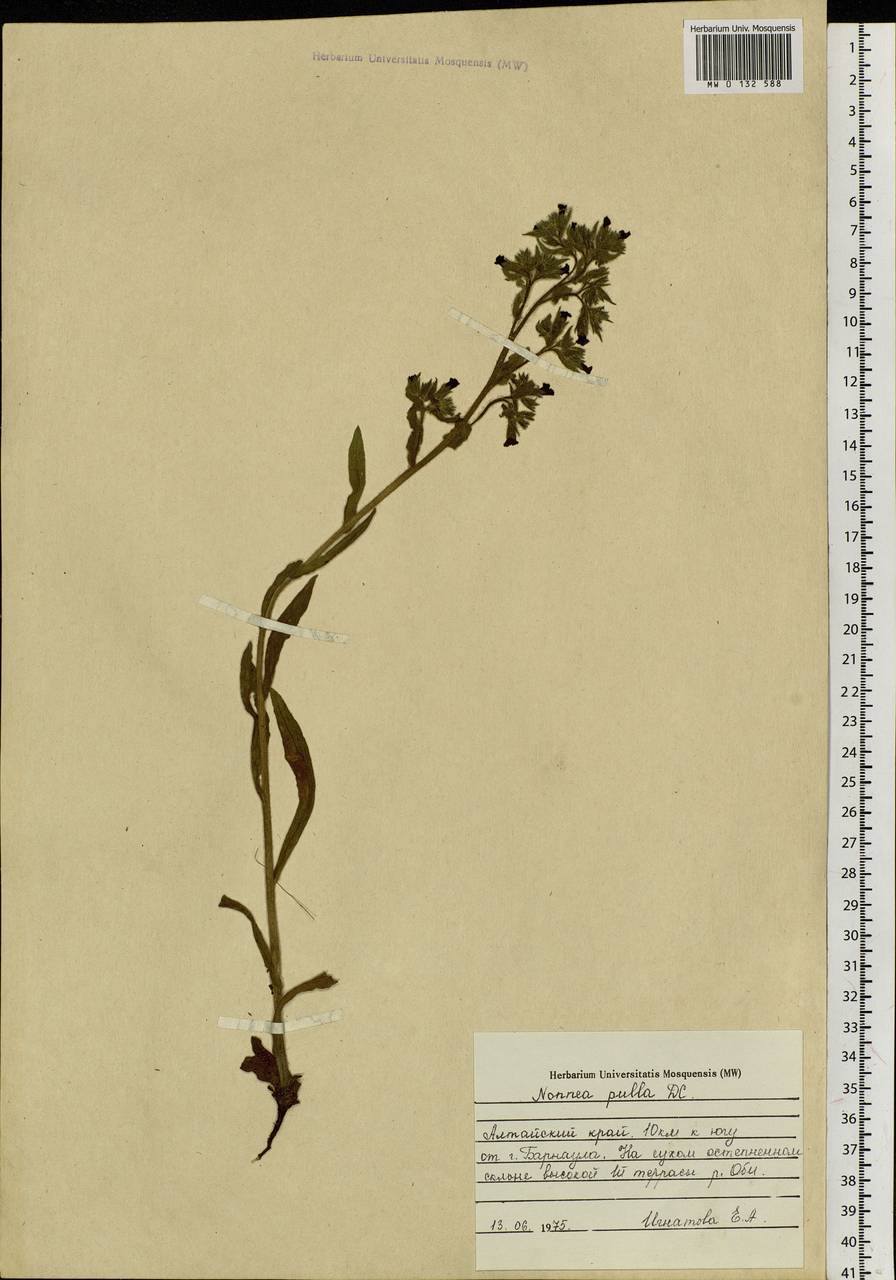 Nonea pulla (L.) DC., Siberia, Altai & Sayany Mountains (S2) (Russia)