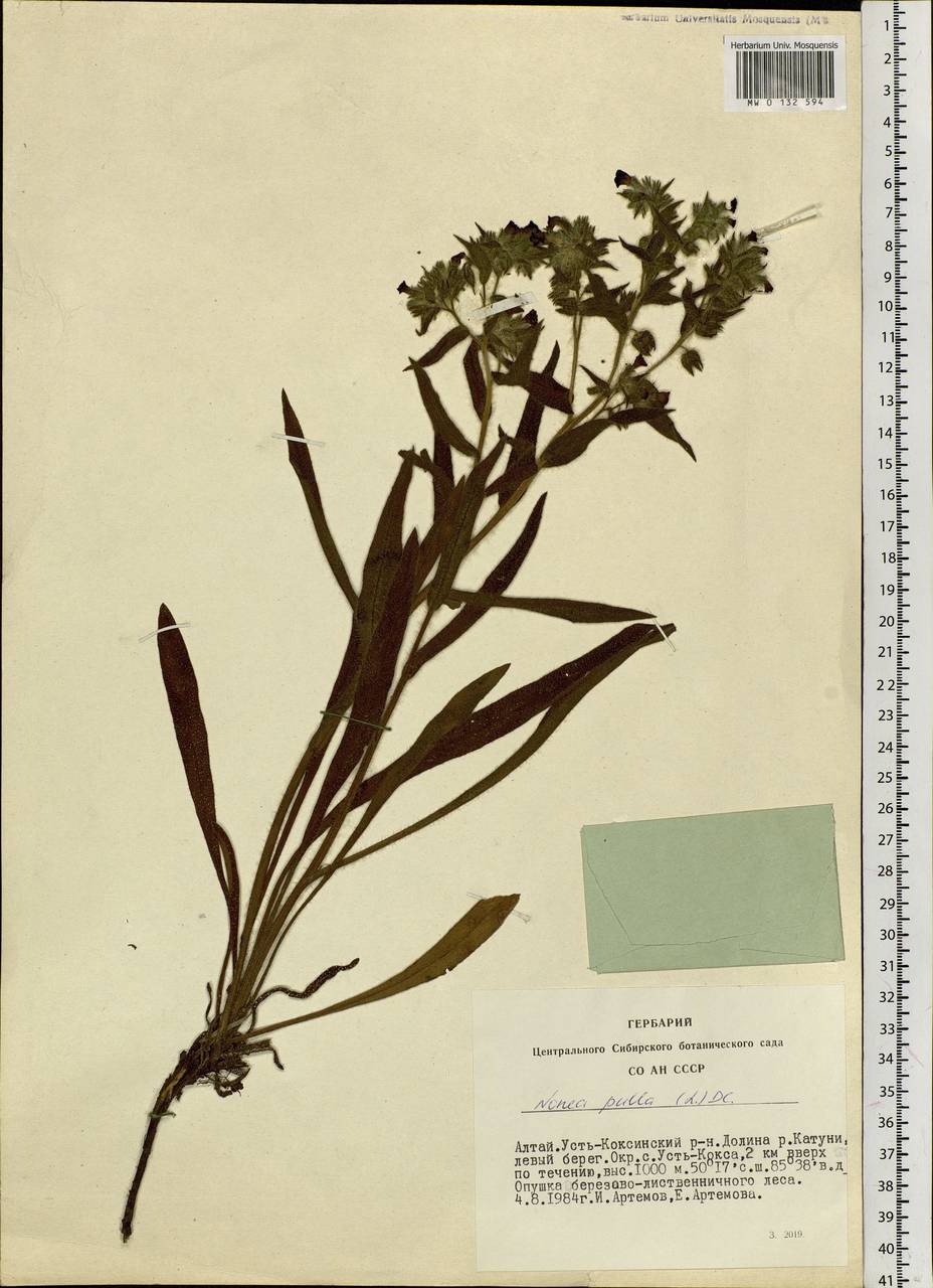 Nonea pulla (L.) DC., Siberia, Altai & Sayany Mountains (S2) (Russia)