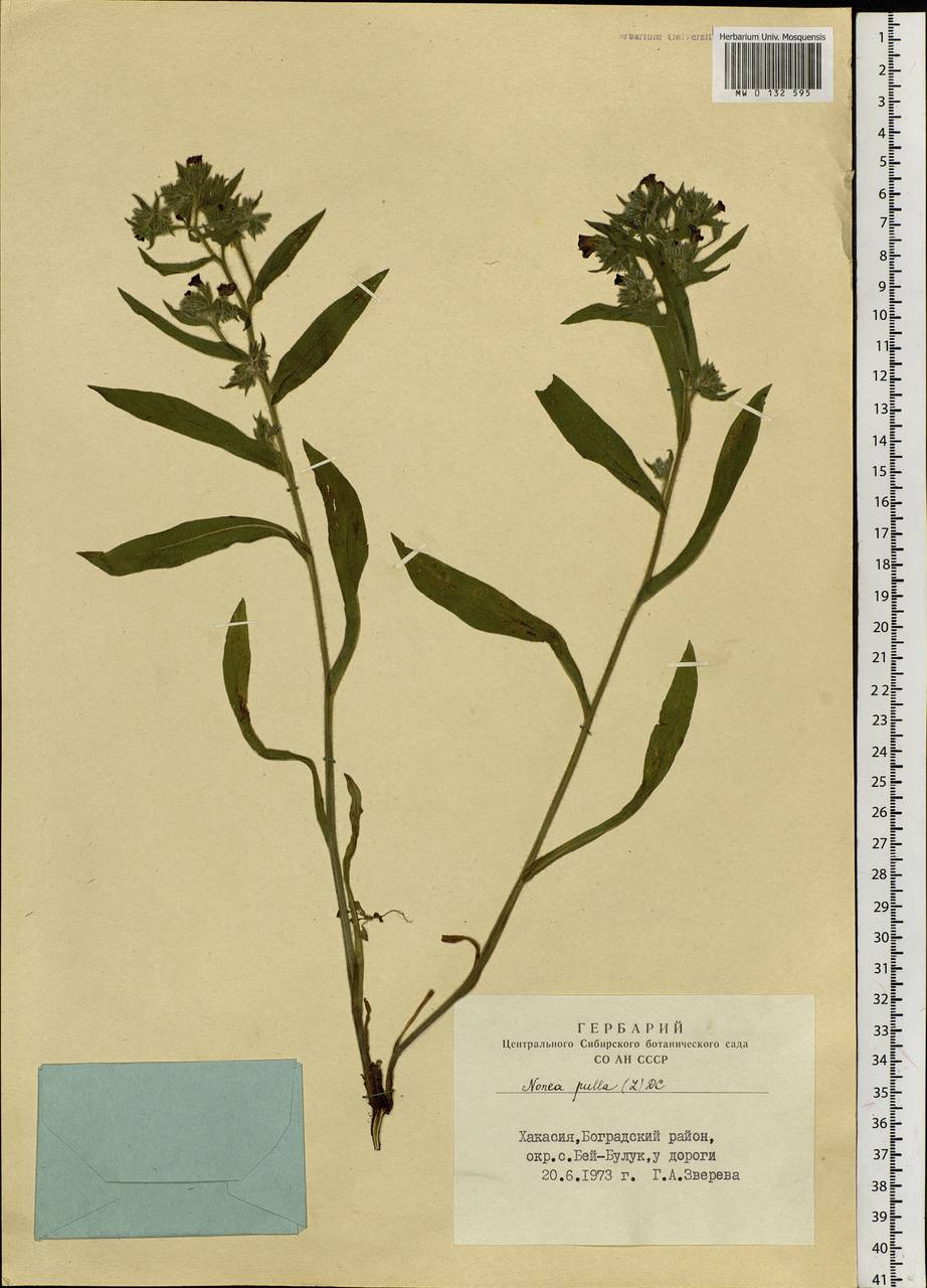 Nonea pulla (L.) DC., Siberia, Altai & Sayany Mountains (S2) (Russia)
