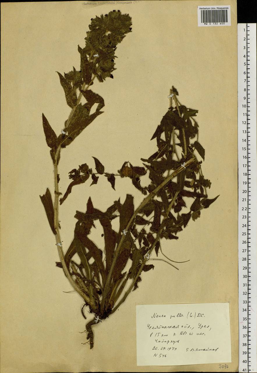 Nonea pulla (L.) DC., Eastern Europe, Eastern region (E10) (Russia)