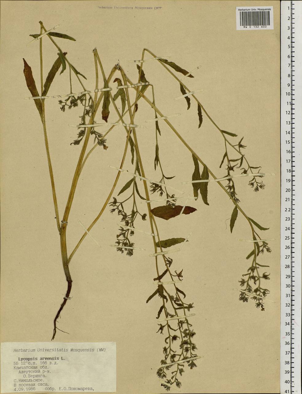 Lycopsis arvensis L., Siberia, Chukotka & Kamchatka (S7) (Russia)