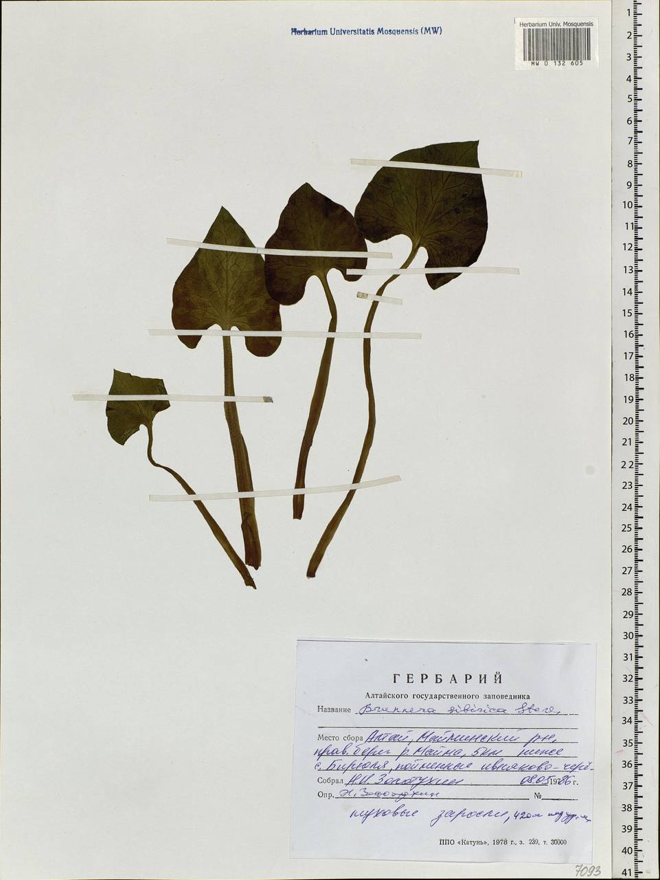 Brunnera sibirica Stev., Siberia, Altai & Sayany Mountains (S2) (Russia)