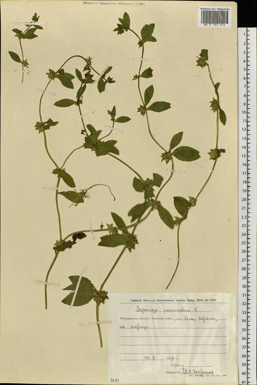 Asperugo procumbens L., Siberia, Chukotka & Kamchatka (S7) (Russia)