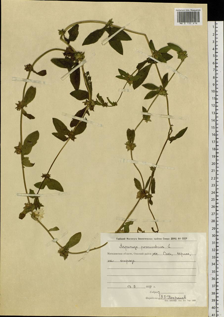 Asperugo procumbens L., Siberia, Chukotka & Kamchatka (S7) (Russia)