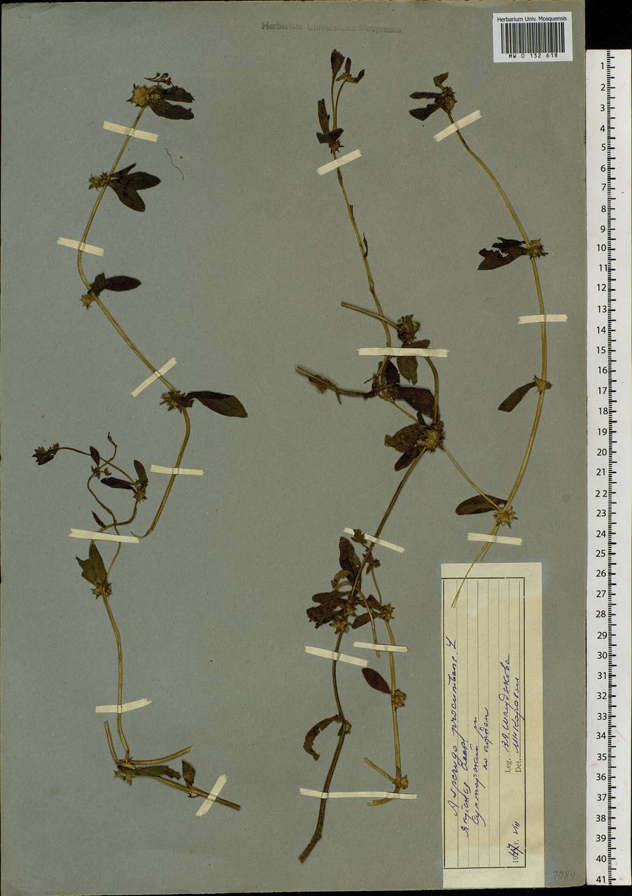 Asperugo procumbens L., Siberia, Yakutia (S5) (Russia)