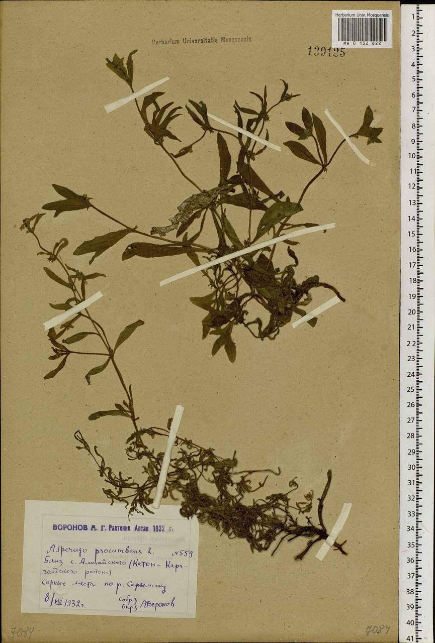 Asperugo procumbens L., Siberia, Western (Kazakhstan) Altai Mountains (S2a) (Kazakhstan)