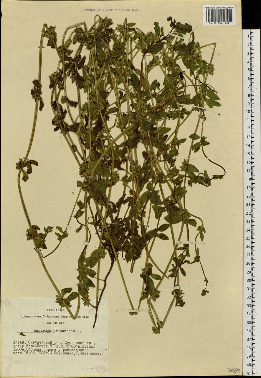 Asperugo procumbens L., Siberia, Altai & Sayany Mountains (S2) (Russia)
