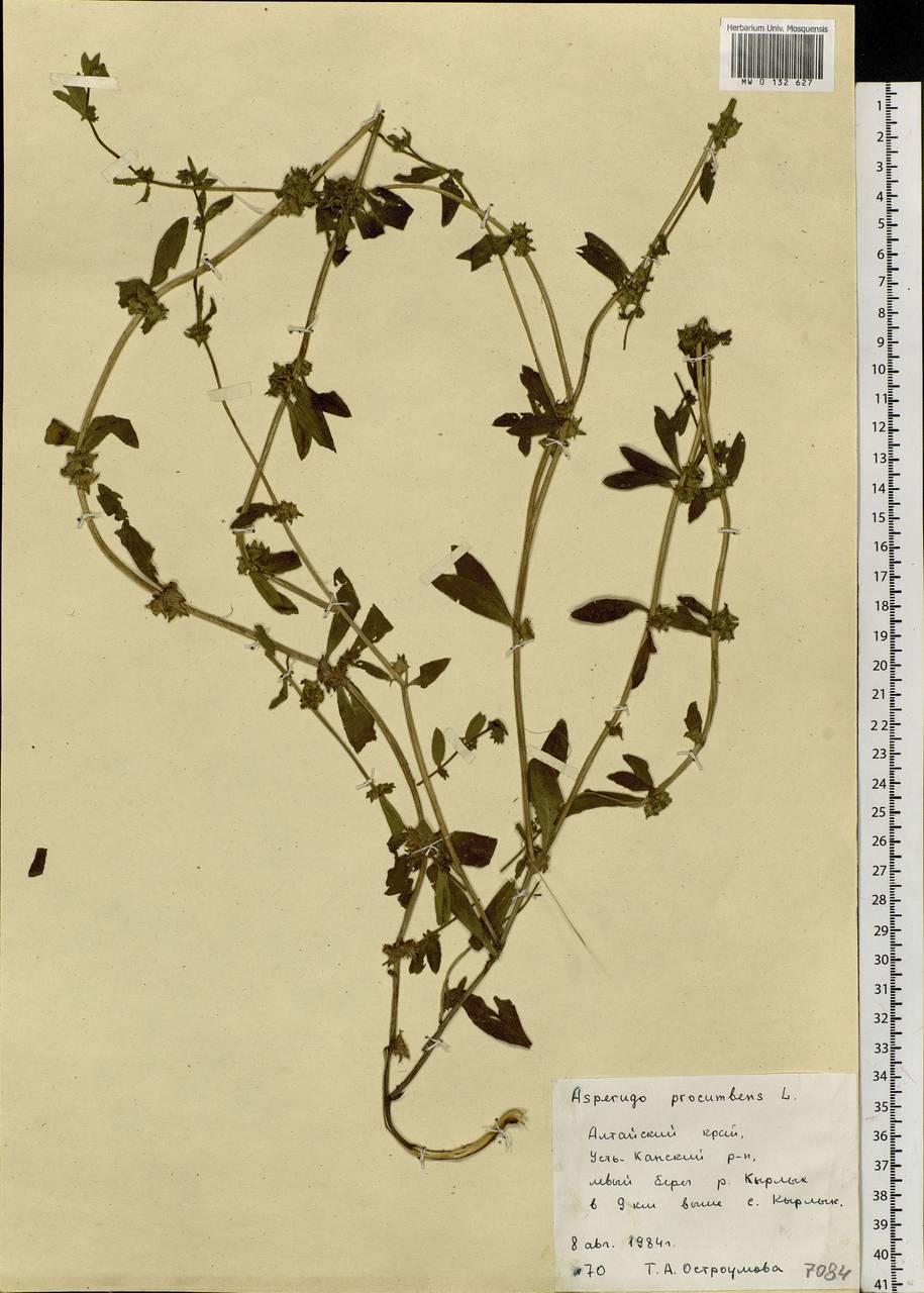 Asperugo procumbens L., Siberia, Altai & Sayany Mountains (S2) (Russia)