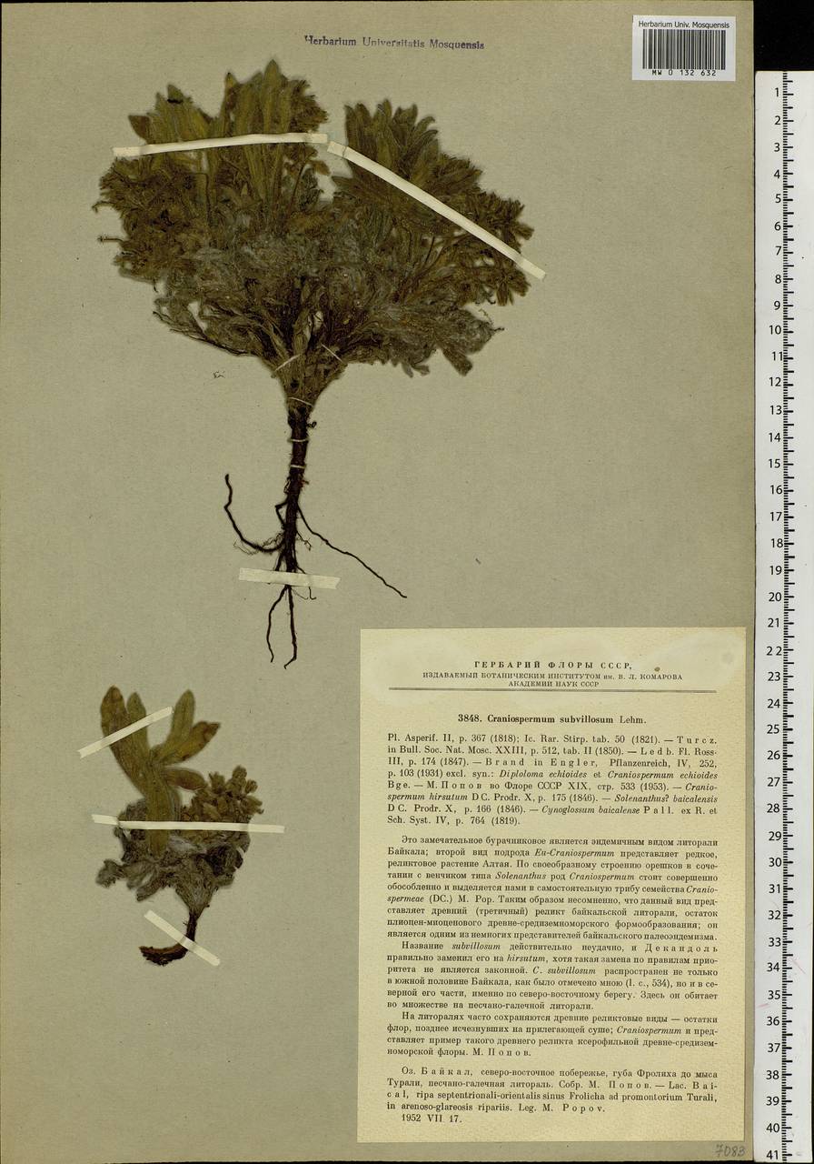 Craniospermum subvillosum Lehm., Siberia, Baikal & Transbaikal region (S4) (Russia)