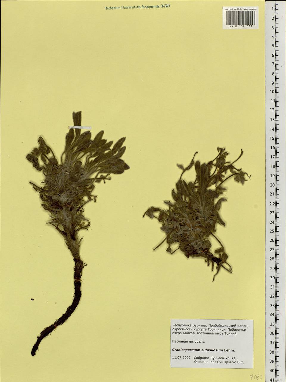 Craniospermum subvillosum Lehm., Siberia, Baikal & Transbaikal region (S4) (Russia)