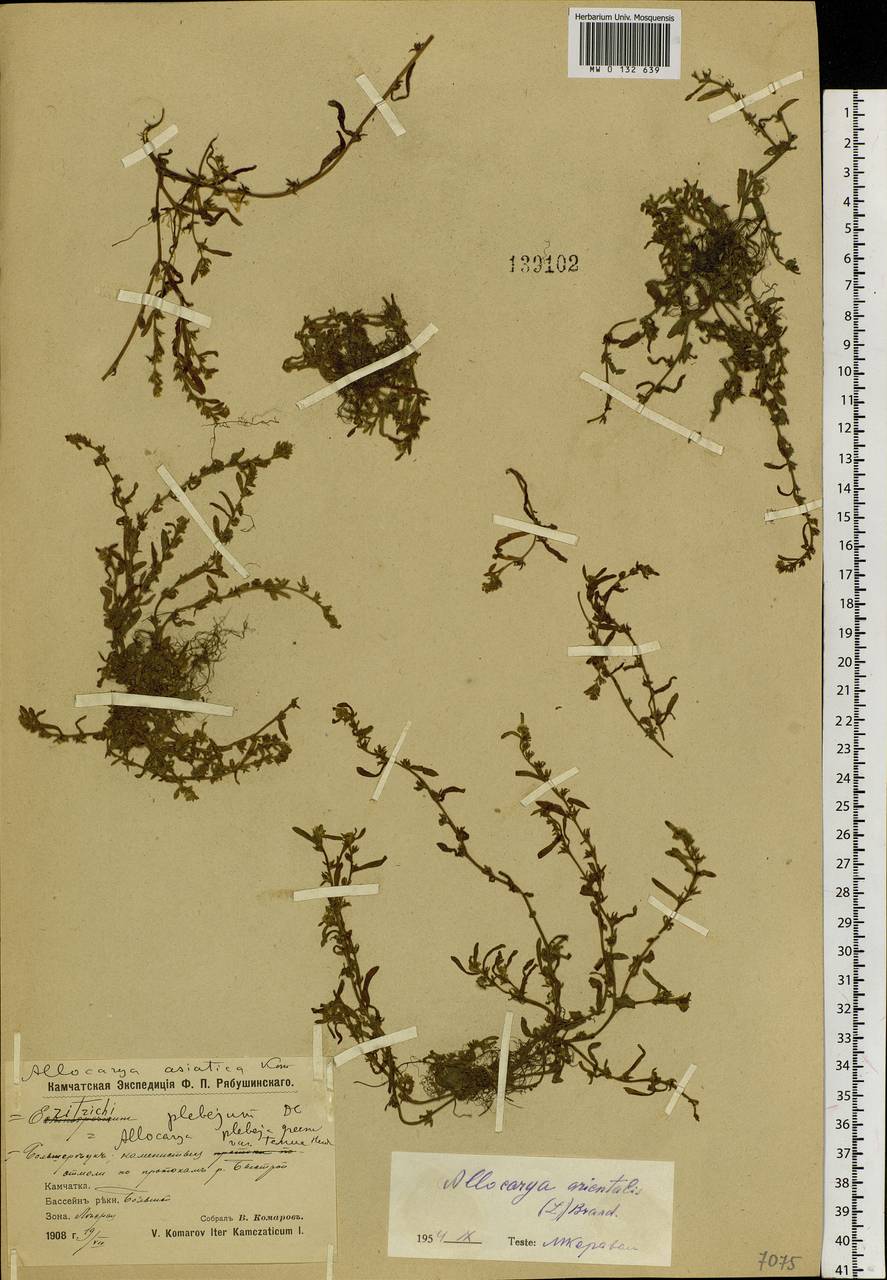 Plagiobothrys orientalis (L.) I. M. Johnst., Siberia, Chukotka & Kamchatka (S7) (Russia)