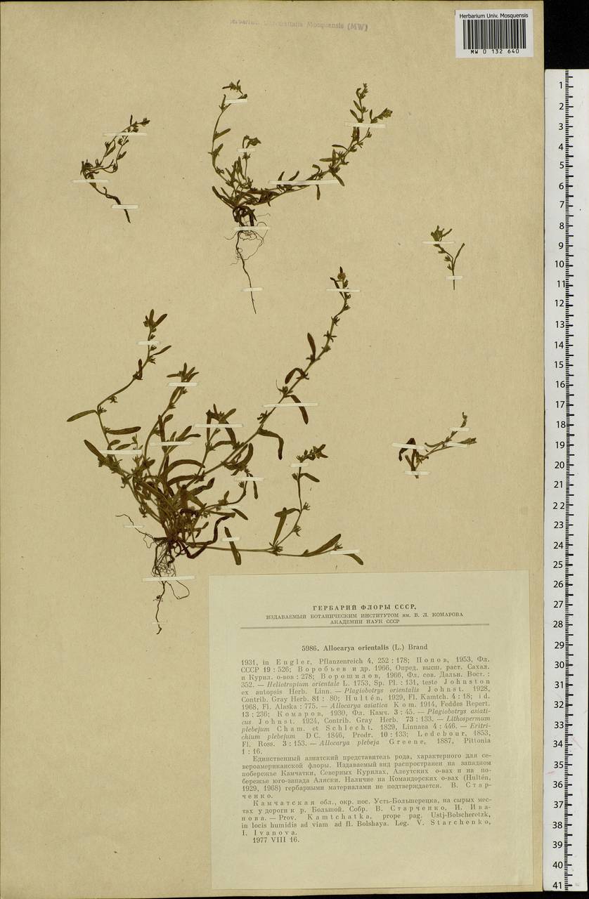 Plagiobothrys orientalis (L.) I. M. Johnst., Siberia, Chukotka & Kamchatka (S7) (Russia)
