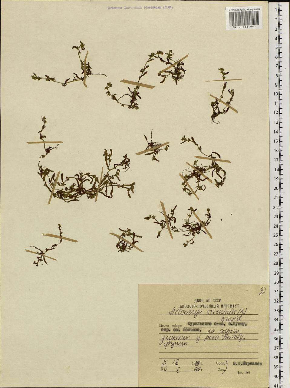 Plagiobothrys orientalis (L.) I. M. Johnst., Siberia, Russian Far East (S6) (Russia)
