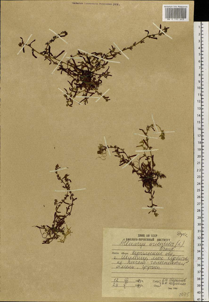 Plagiobothrys orientalis (L.) I. M. Johnst., Siberia, Russian Far East (S6) (Russia)