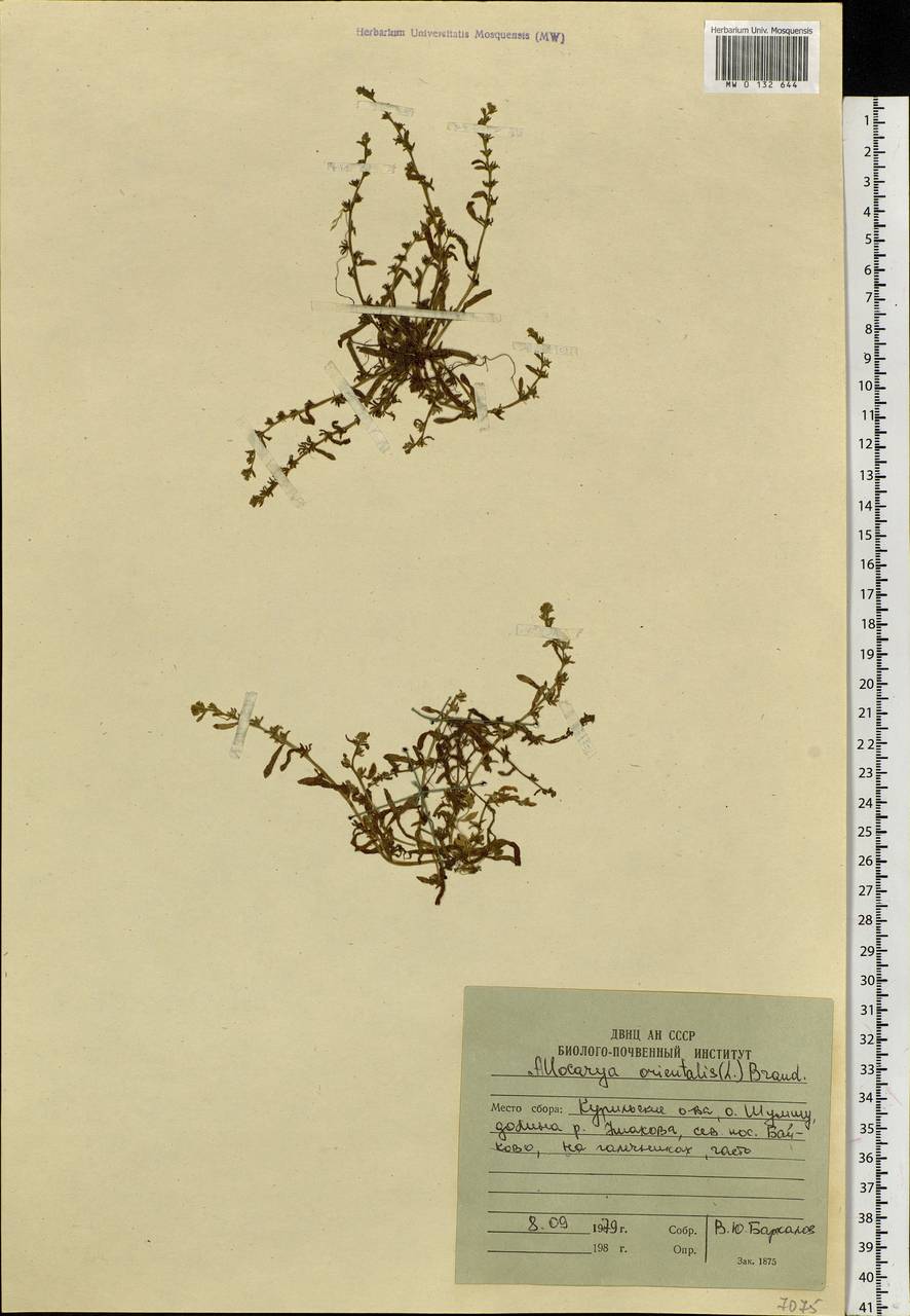 Plagiobothrys orientalis (L.) I. M. Johnst., Siberia, Russian Far East (S6) (Russia)