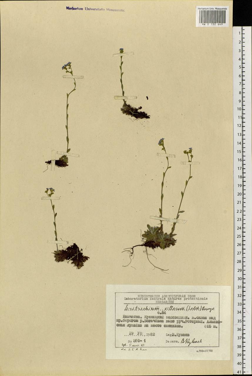 Eritrichium villosum (Ledeb.) Bunge, Siberia, Chukotka & Kamchatka (S7) (Russia)