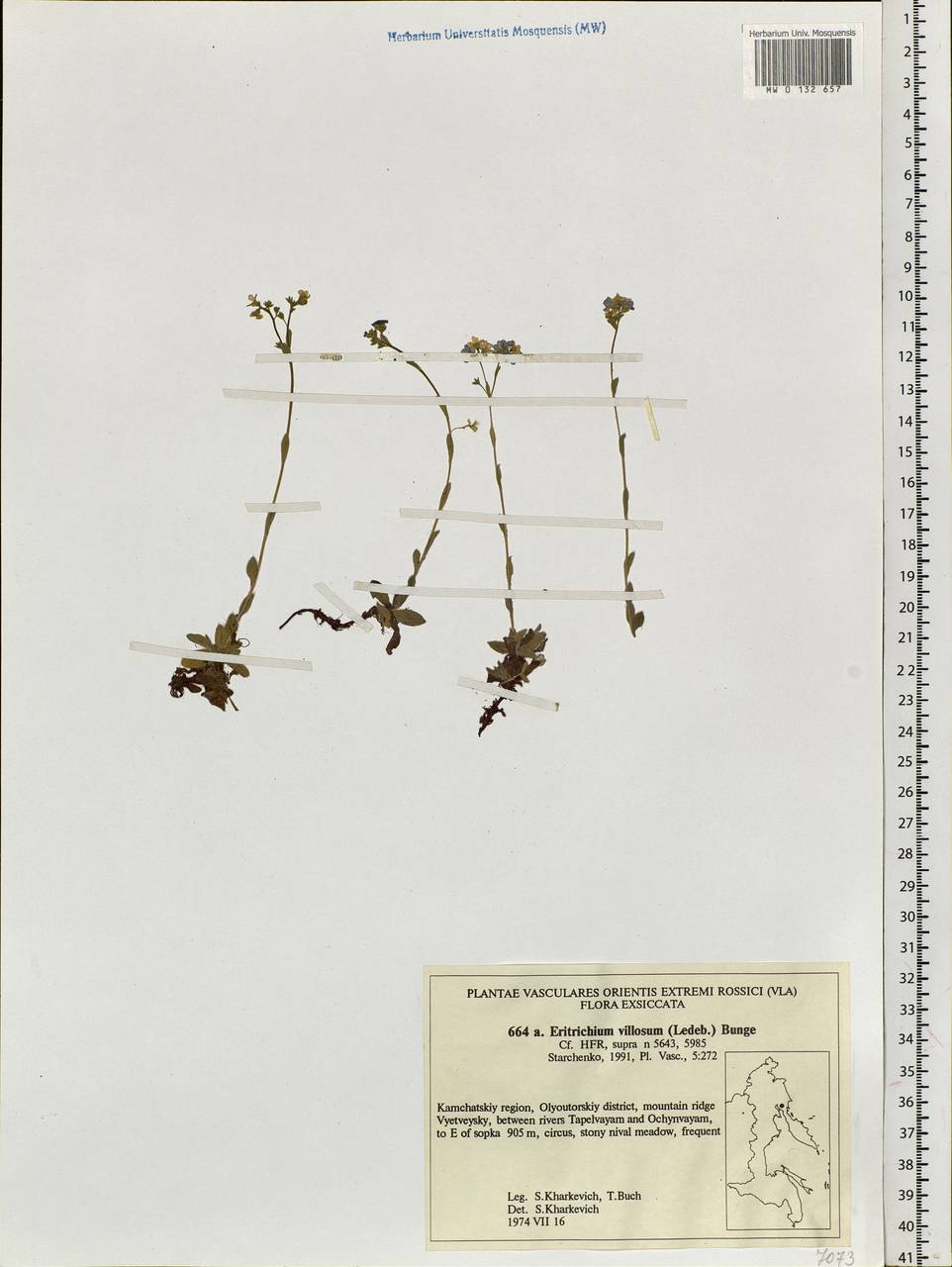 Eritrichium villosum (Ledeb.) Bunge, Siberia, Chukotka & Kamchatka (S7) (Russia)