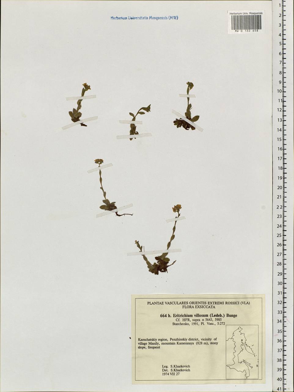 Eritrichium villosum (Ledeb.) Bunge, Siberia, Chukotka & Kamchatka (S7) (Russia)