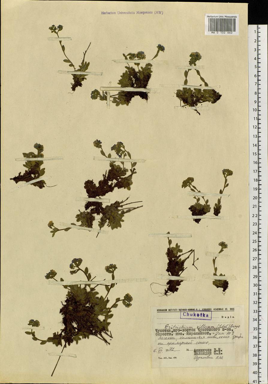 Eritrichium villosum (Ledeb.) Bunge, Siberia, Chukotka & Kamchatka (S7) (Russia)