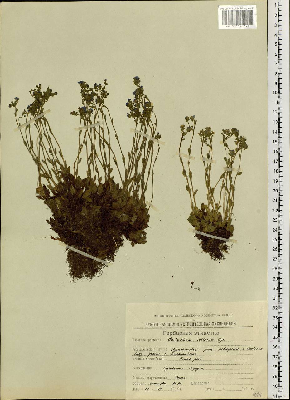 Eritrichium villosum (Ledeb.) Bunge, Siberia, Chukotka & Kamchatka (S7) (Russia)