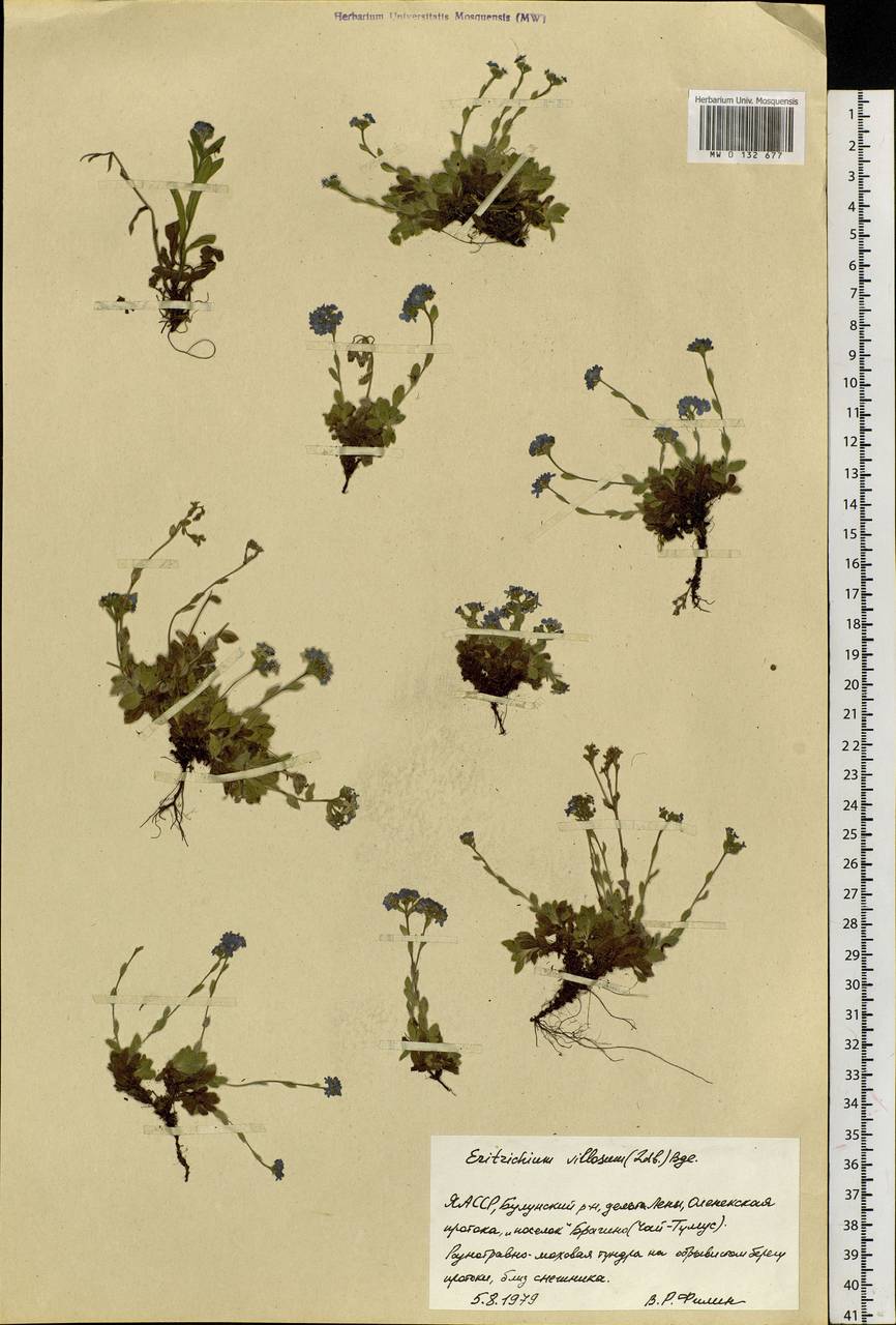 Eritrichium villosum (Ledeb.) Bunge, Siberia, Yakutia (S5) (Russia)