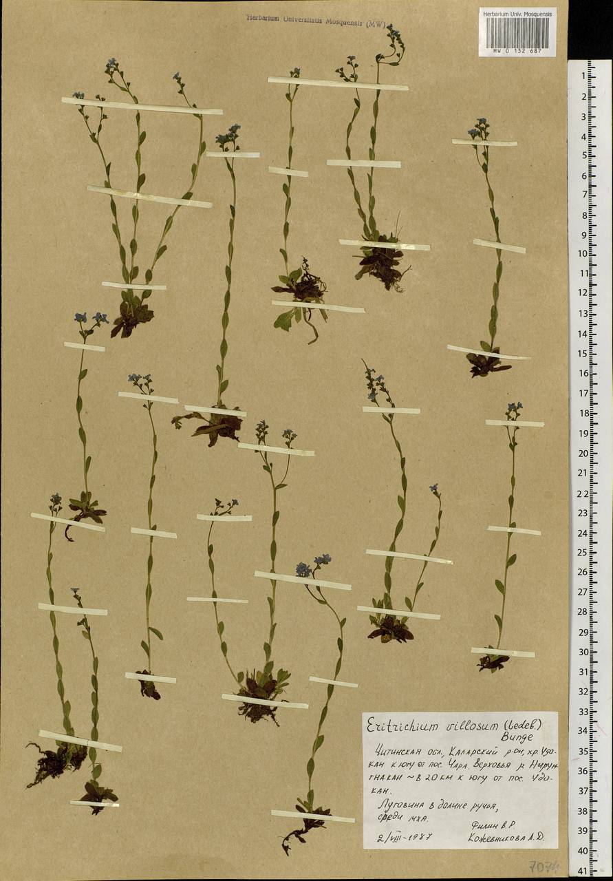 Eritrichium villosum (Ledeb.) Bunge, Siberia, Baikal & Transbaikal region (S4) (Russia)