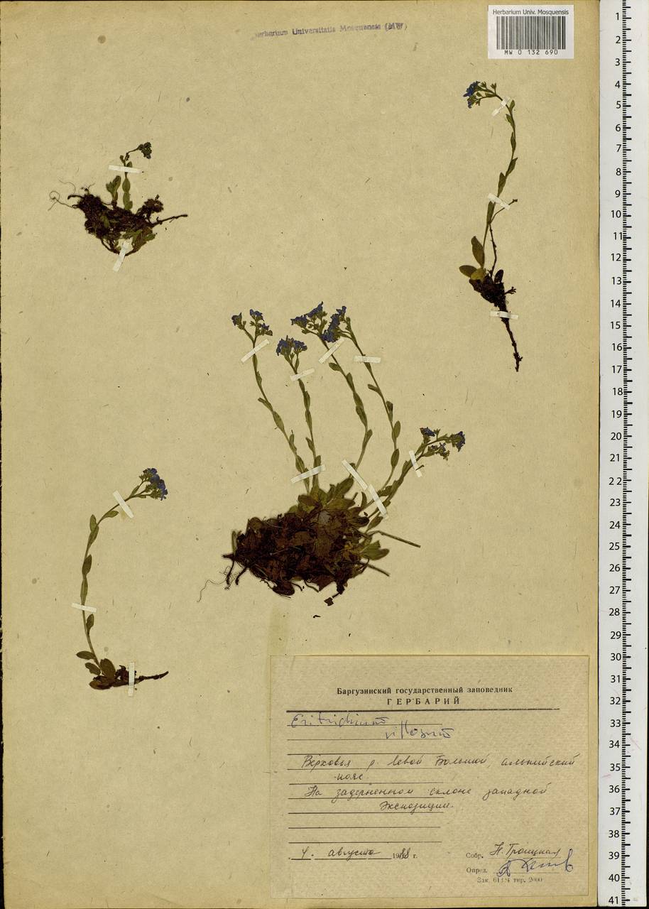 Eritrichium villosum (Ledeb.) Bunge, Siberia, Baikal & Transbaikal region (S4) (Russia)