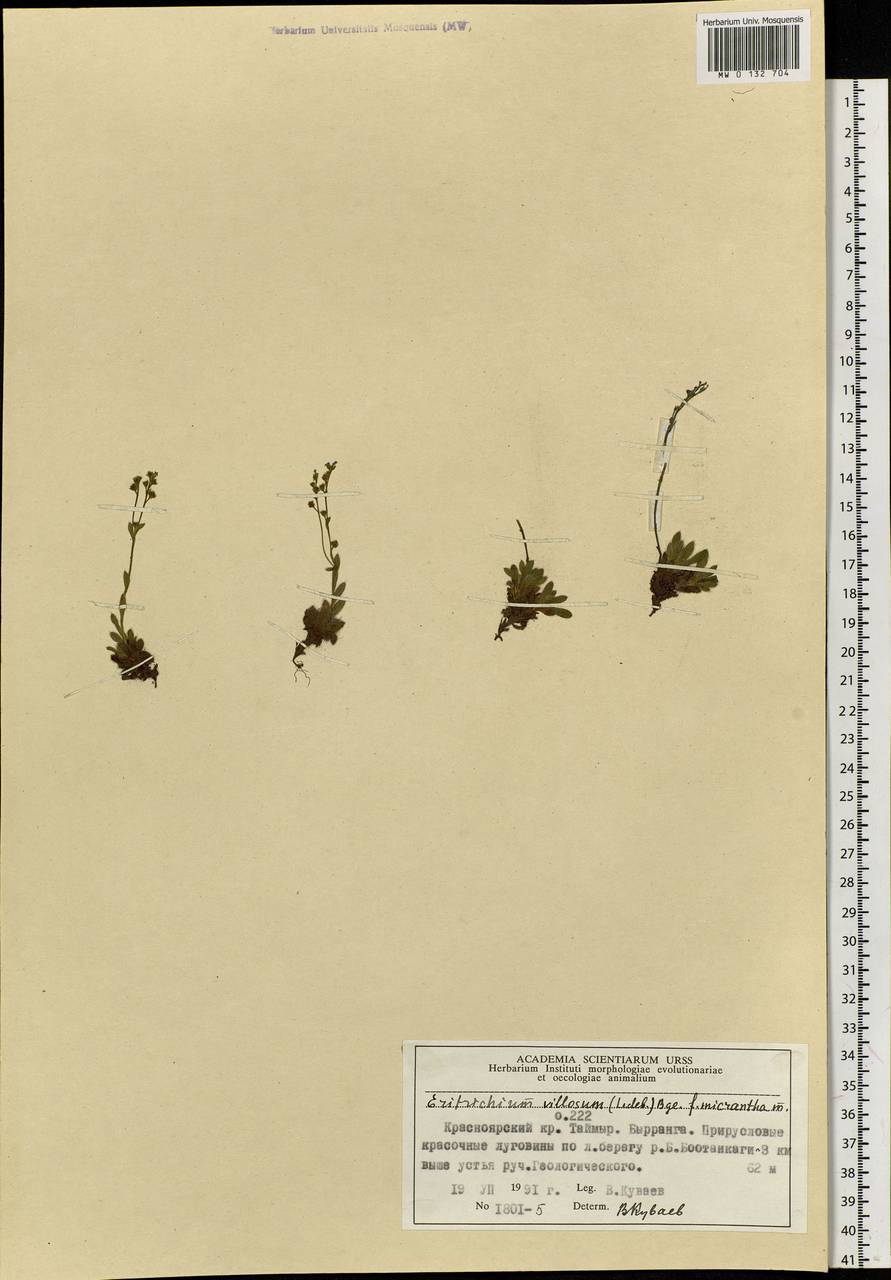 Eritrichium villosum (Ledeb.) Bunge, Siberia, Central Siberia (S3) (Russia)