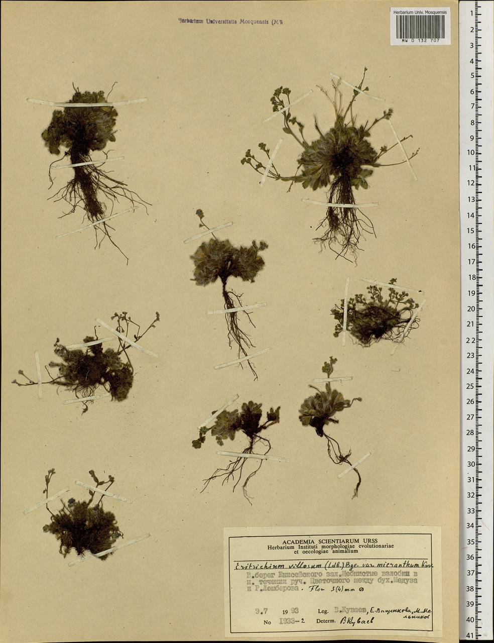 Eritrichium villosum (Ledeb.) Bunge, Siberia, Central Siberia (S3) (Russia)