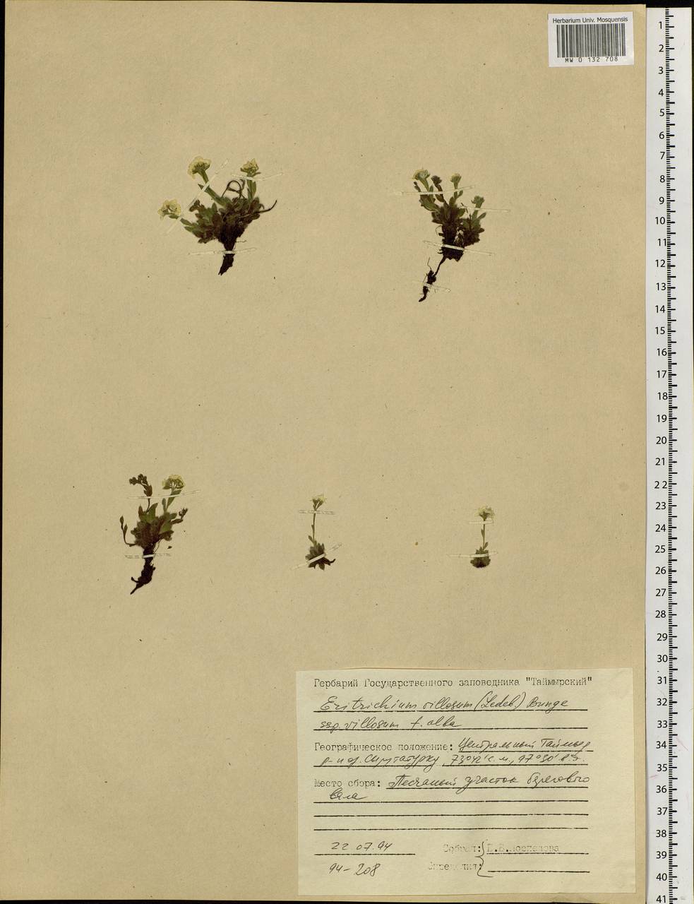 Eritrichium villosum (Ledeb.) Bunge, Siberia, Central Siberia (S3) (Russia)