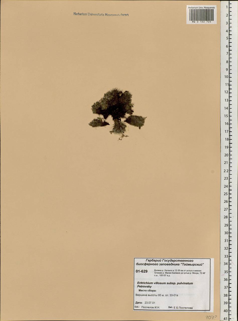 Eritrichium villosum (Ledeb.) Bunge, Siberia, Central Siberia (S3) (Russia)