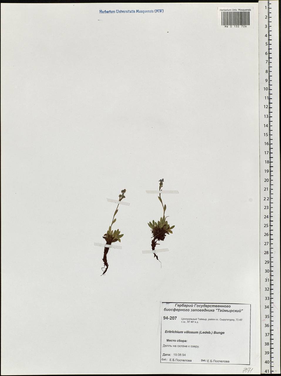 Eritrichium villosum (Ledeb.) Bunge, Siberia, Central Siberia (S3) (Russia)