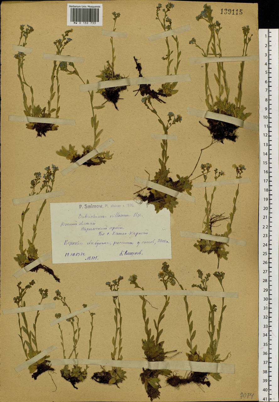 Eritrichium villosum (Ledeb.) Bunge, Siberia, Western (Kazakhstan) Altai Mountains (S2a) (Kazakhstan)