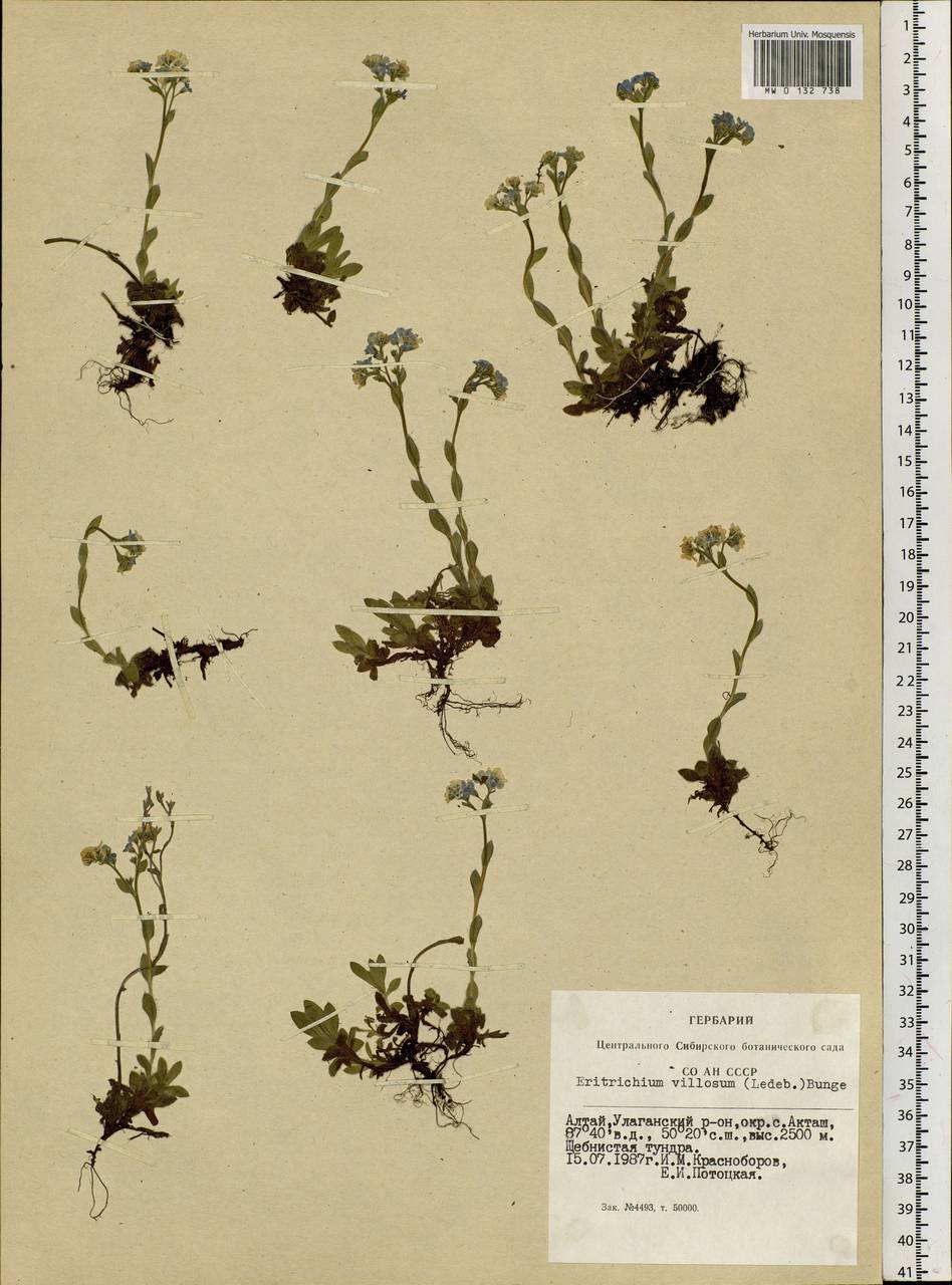Eritrichium villosum (Ledeb.) Bunge, Siberia, Altai & Sayany Mountains (S2) (Russia)