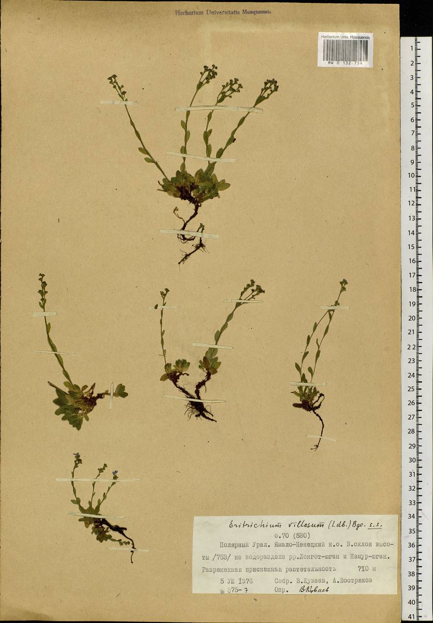 Eritrichium villosum (Ledeb.) Bunge, Siberia, Western Siberia (S1) (Russia)