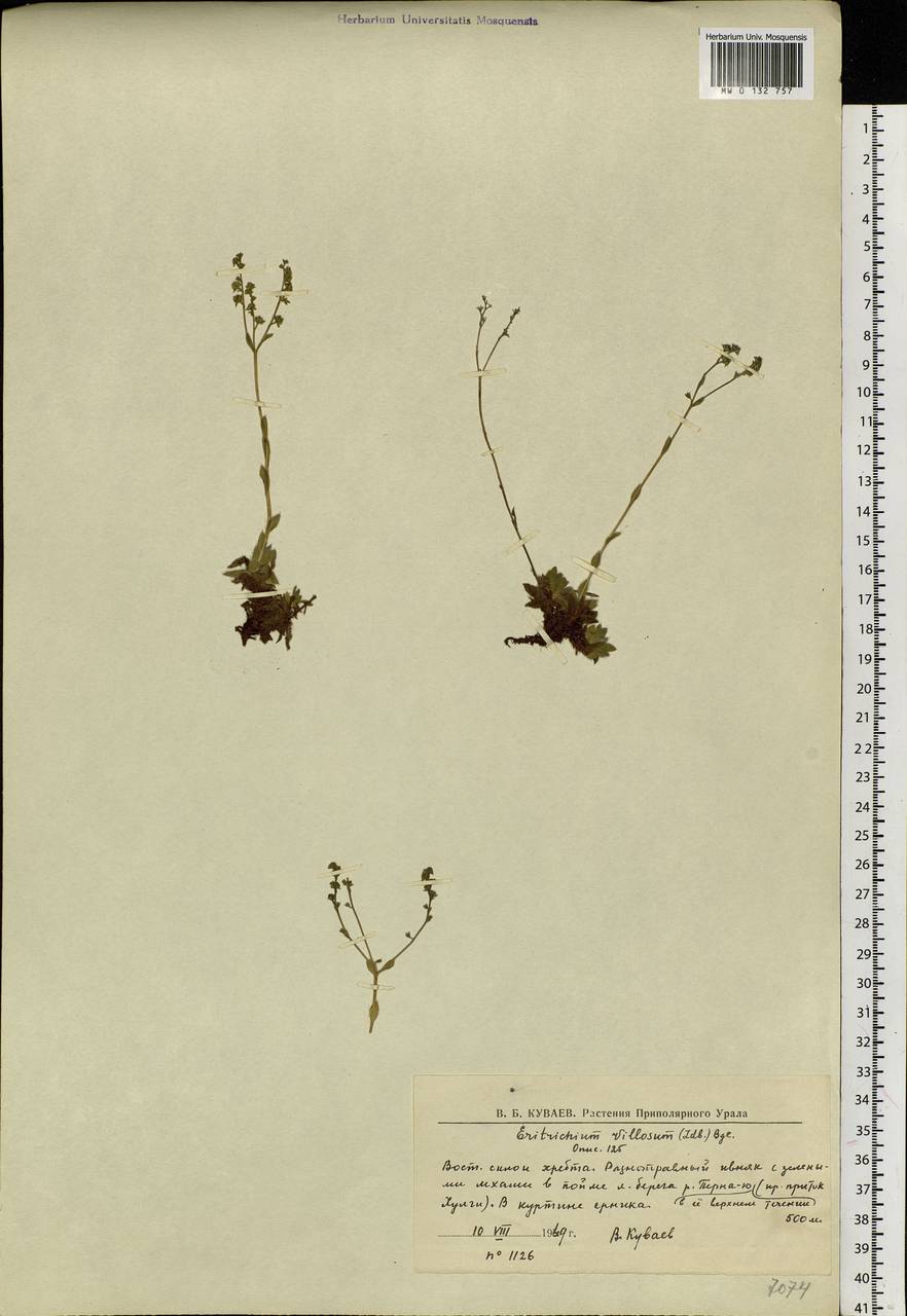 Eritrichium villosum (Ledeb.) Bunge, Siberia, Western Siberia (S1) (Russia)