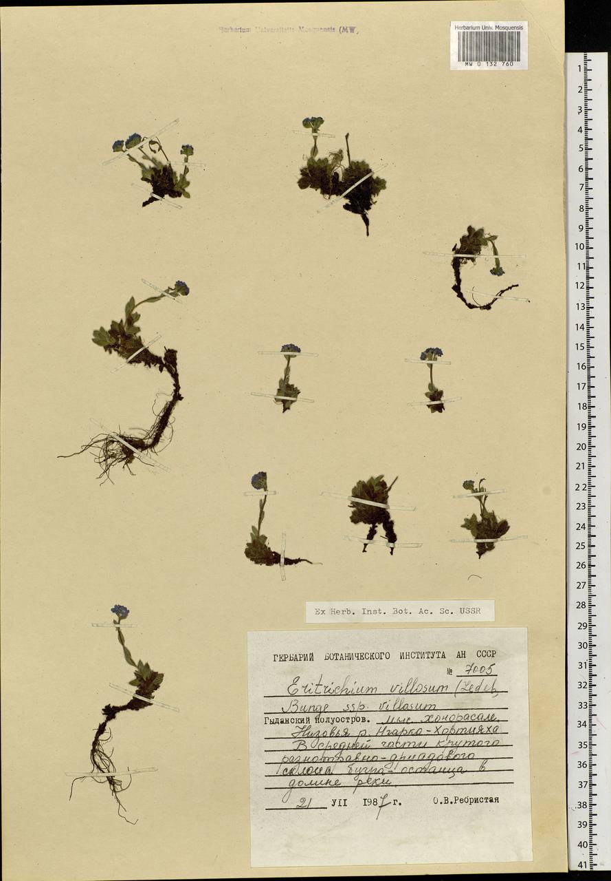 Eritrichium villosum (Ledeb.) Bunge, Siberia, Western Siberia (S1) (Russia)