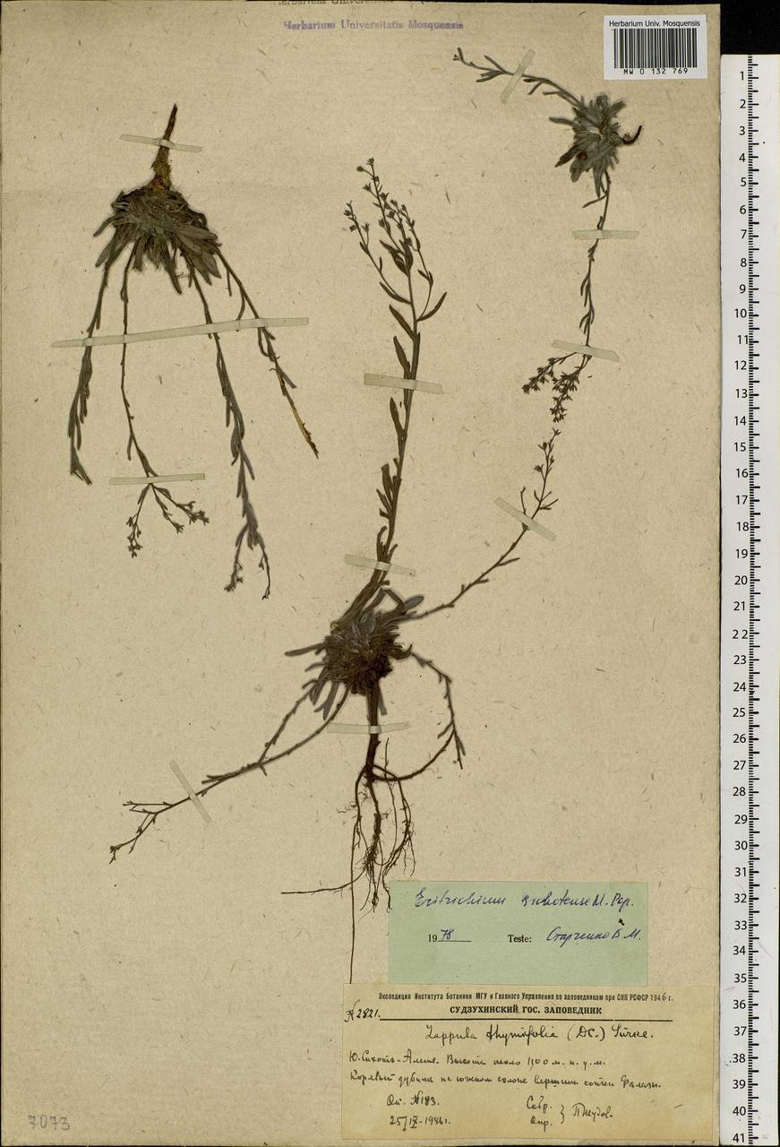 Eritrichium sichotense Popov, Siberia, Russian Far East (S6) (Russia)