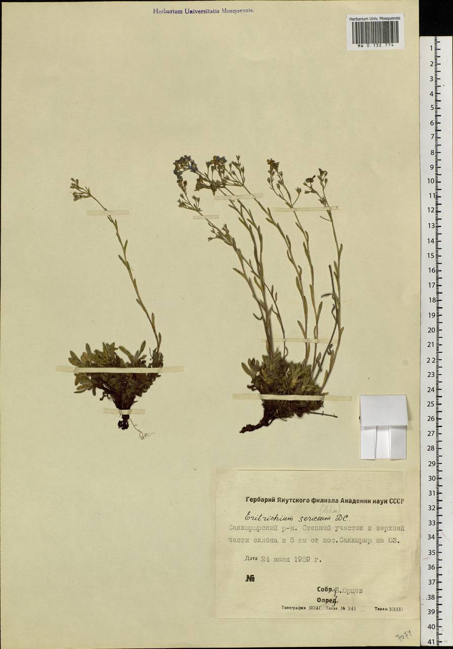 Eritrichium sericeum (Lehm.) A. DC., Siberia, Yakutia (S5) (Russia)