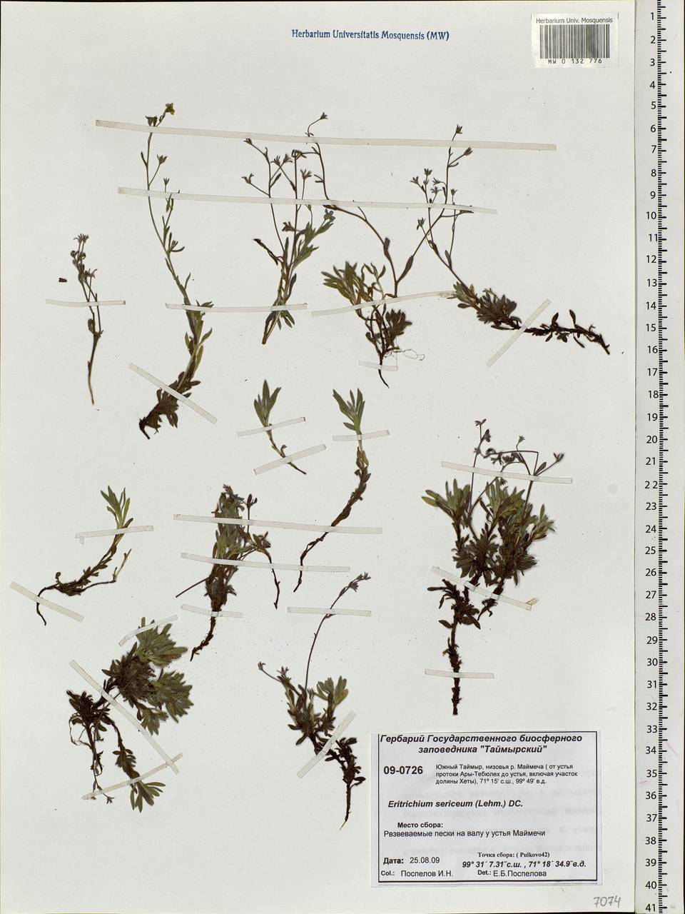 Eritrichium sericeum (Lehm.) A. DC., Siberia, Central Siberia (S3) (Russia)