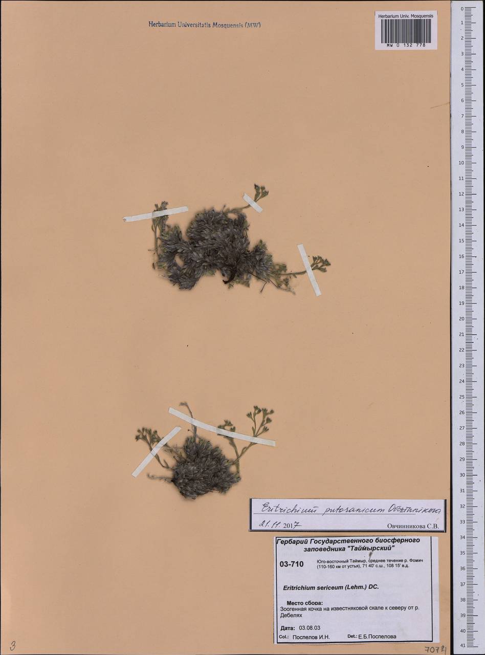 Eritrichium putoranicum Ovczinnikova, Siberia, Central Siberia (S3) (Russia)
