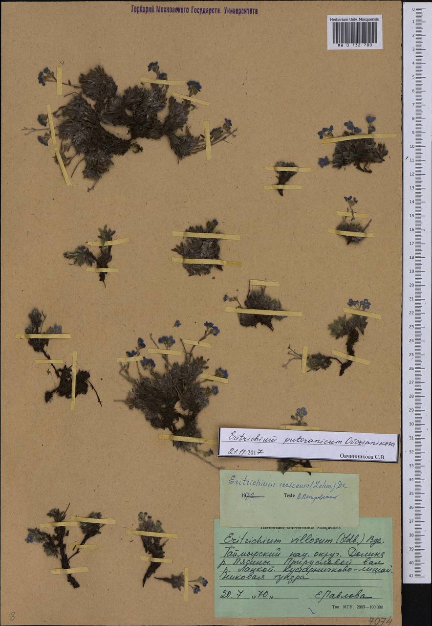 Eritrichium putoranicum Ovczinnikova, Siberia, Central Siberia (S3) (Russia)